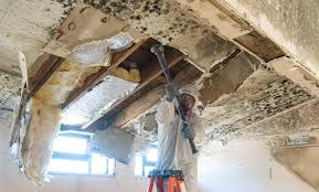 Best Attic Mold Removal in Rockdale, TX